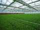 Vorfabriziertes helles Stahlkonstruktions-landwirtschaftliches Gemüsegewächshaus Q235 ISO9001