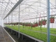 Vorfabriziertes helles Stahlkonstruktions-landwirtschaftliches Gemüsegewächshaus Q235 ISO9001