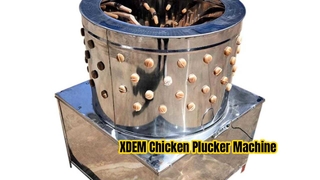 XDEM Kommerzielle Hühnerzupfmaschine, 60 Barrel, Edelstahl, Geflügel-Enthaarungsgerät für Hühner, Enten