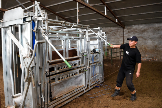 Viehzuchtgeräte Pulverbeschichtet Korrosionsbeständig Viehbrüchig für eine geringe Wartung Tierrückhalteschiene Kuhschleife für landwirtschaftliche tierärztliche Verwendung