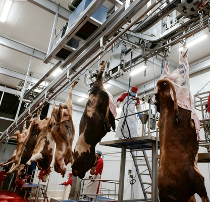 Schlachtgeräte aus Edelstahl mit SPS-Steuerung und GB-Standard für eine effiziente Fleischverarbeitung